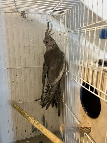 İtlər: Yuvadan yeni cixib,atasi ag anasi qariwig,ele oyretmeyin vaxtidi — 2