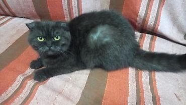 samoyed balasi satilir: Britan, Erkək, Dişi, Yaxşı əllərə, Ünvandan götürmə, Pulsuz çatdırılma, Ödənişli çatdırılma — 5