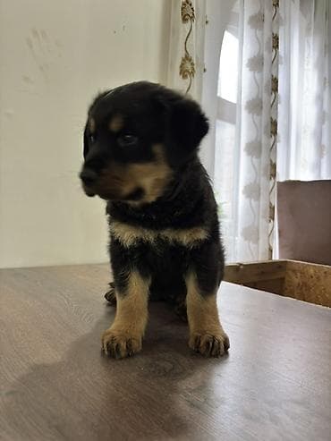 van pisiyi satilir: Rotveyler, 2 ay, Dişi — 5