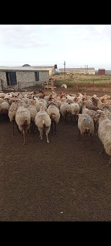 Qoyun sürüsü – yerli cinslər qarışıq Məhsul təsviri: - Şəkillərdə