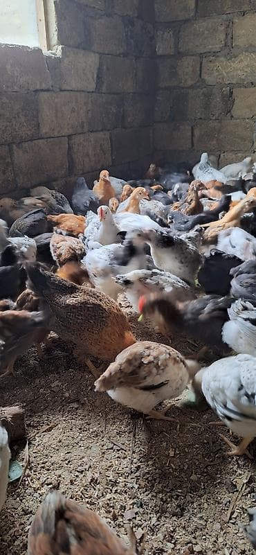 yumurtayan toyuqlar: Toyuq cücələri, Damazlıq — 4