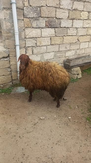 İtlər: Qoyun – yerli cins, uzun və qalın yunlu - Növ: qoyun (dişi) - Rəng — 1