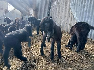 Gəmiricilər: Təmiz hələb çəpişləri. südəmər . erkəkdə var dişidə. heyvanlar — 1