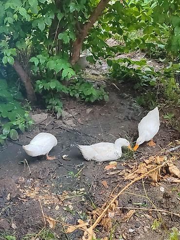 ev qus: Ağ rəngli ördəklər - Növ: ev ördəyi (ağ lələklər, narıncı dimdik və — 1