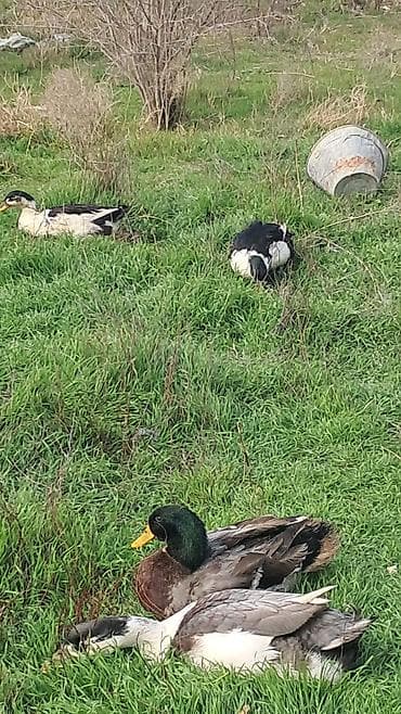 Sesli ördek 7 eded birlikde 120 mmat