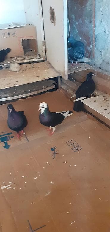 bulbul satışı: Ebresler,kömür qaralar,kekilli lelekli ebresler göyler satilir — 8