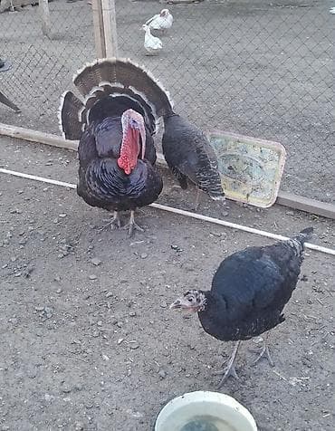 Erkək, Damazlıq