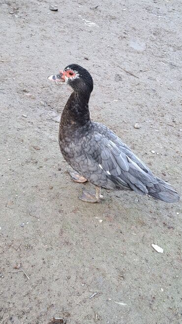 ördəklər: Dişi, | Macar, Ətlik, Pulsuz çatdırılma — 6