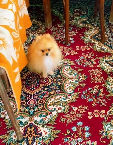 дрессировка собак баку: Şpitz — 9