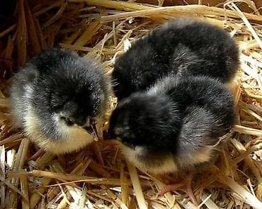 brama cücə: Toyuq cücələri, Ətlik — 4