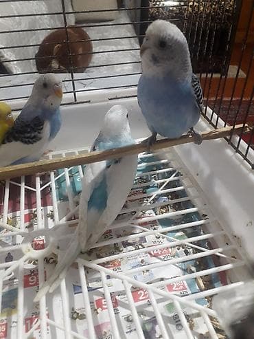 quslar: Quşlar 10azn 
sarı quş 20azn — 2