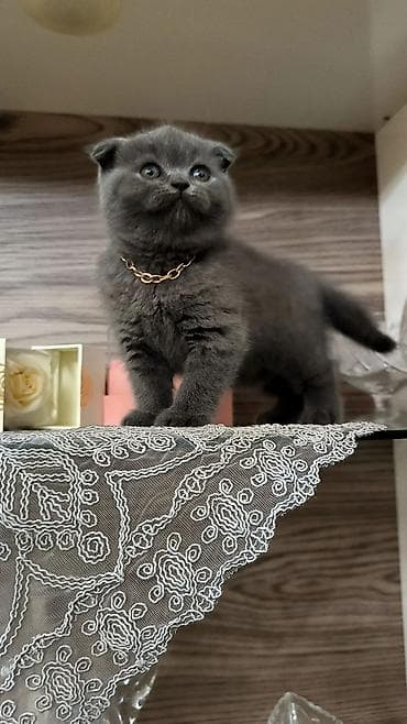 lalafo pisik: Şotland, Dişi — 2