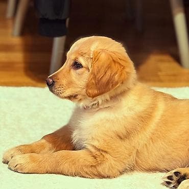 Pişiklər: Retriever, 4 ay, Dişi, Peyvəndli — 8