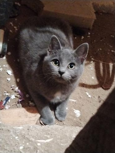 pisik etibarli ellere verilir: Ev pişiyidir. cinsi british. 1 yasi var, disi (adi mikuli) isimle — 8