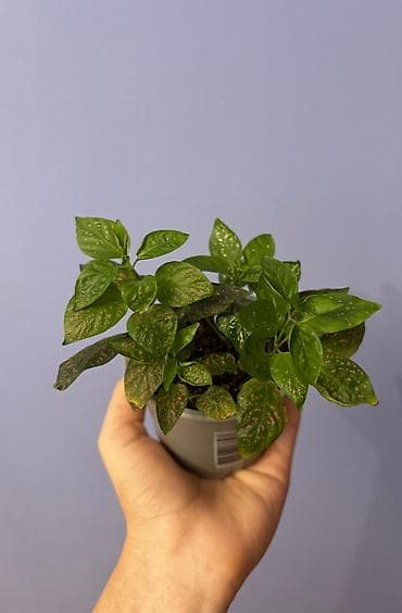 ezvay bitkisi: İçməkan bəzək bitkisi – Aqualqa (Hypoestes/“Polka dot plant”) tipli — 2