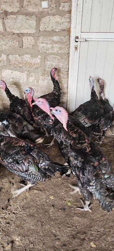 Коровы, быки: Самец, Kanada, Amerika, Для разведения, Самовывоз — 4