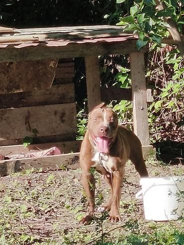 qaz və ördək: Pitbul, Dişi, Peyvəndli, Ünvandan götürmə — 4
