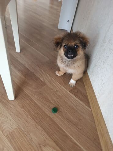 Pekines, 3 ay, Erkek, Ünvandan götürmə