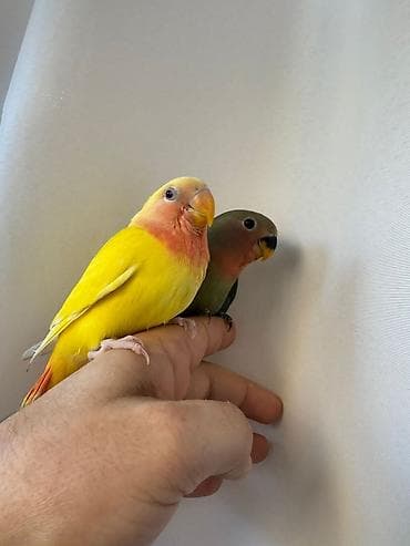 Balıqlar: PAPUQAY NERAZLUCNIK ( SEVDA PAPUQAYI ). Əl quşlarıdı. Əldə böyüdülüb — 9