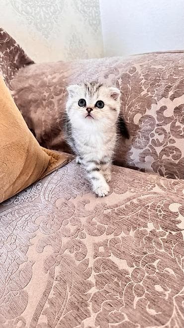 heyvanlarin sekilleri: Şotland yastı qulaq — 5