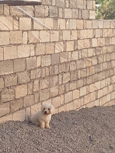 собака шпиц: купить: Пудель, 8 месяцев, Самка, С родословной — 1