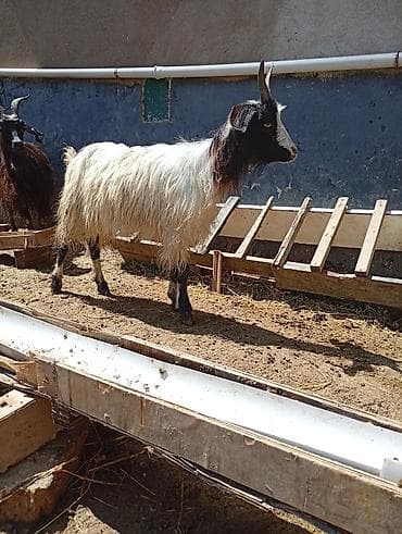 Məhsul: 4 ədəd dişi cepis Təsvir: - Şəkillərdə uzun tüklü, buynuzlu
