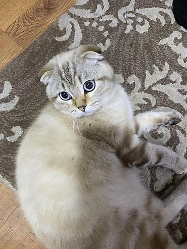 dana heyvan: Шотладская вислоухая — 4