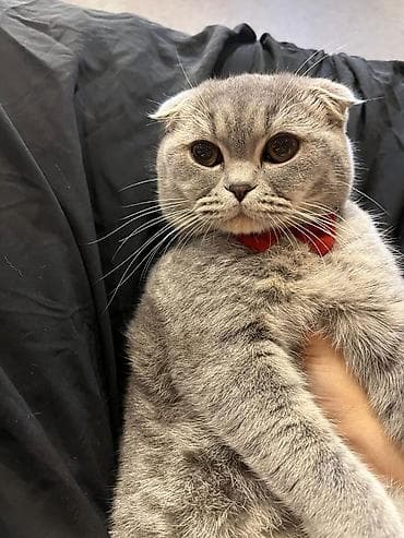 pisiy cantasi: Şotland yastı qulaq — 1