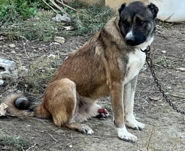 həyət itləri: 8 ay, Erkek, Peyvəndli — 2