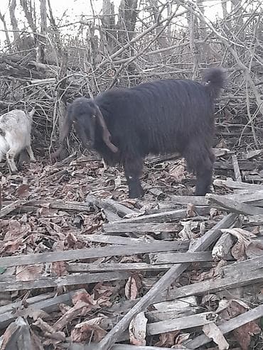 ev iti pudel: Qoyun-keçi təsərrüfatı üçün 2 baş yerli keçi - Növ: yerli (et və süd — 8