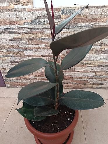 fikus ağacı: Fikus elastika (Rezinqa ağacı) – dekorativ otaq bitkisi 20 AZN satılır — 1