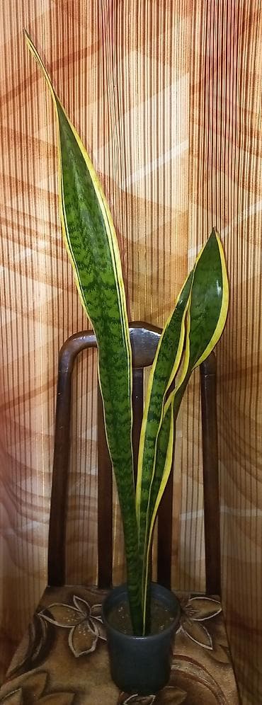 Sansevieria trifasciata ‘Laurentii’ 75 - 90 см.(Qaynana dili) –