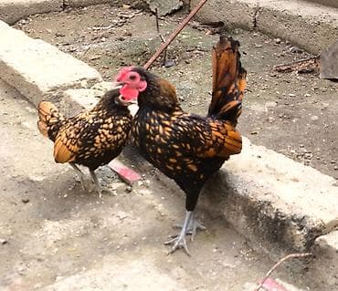 keci satilir: Toyuq, Damazlıq, Ünvandan götürmə, Ödənişli çatdırılma — 1