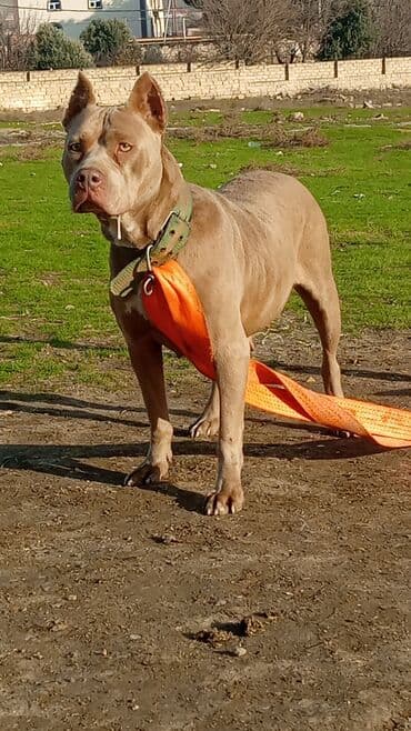 доберман цена в баку: Питбуль, 1 год, Самка, С прививками, Самовывоз — 2