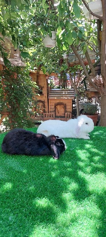 ev quş: Angora tipli dekorativ dovşanlar - Uzun, yumşaq və tüklü yun örtüyü — 5