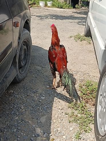 11 Aylıq becədi tayına heyvan gətirib yoxlaya bilərsiz qiymətdə — 3