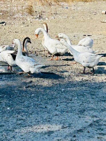 Toyuqlar: Məhsul: Qaz sürüsü Təsvir: - Şəkillərdə bir neçə baş ağ və qarışıq — 2