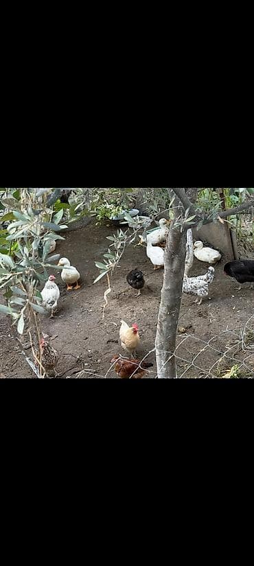 mandarin ördek: 10 12 ədəddir real alıcılar əlaqə saxlasın ünvan Masazır — 2