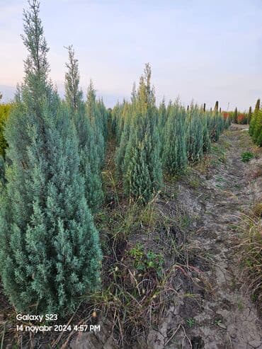 пластмассовый бак для воды купить: Her növ ağaclar ve dekarativ ağaclar çox ucuz ve qarantili gubresiz — 31