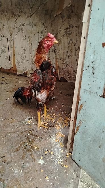sumatra xoruz: Doluy super heyvan axdaralar gəlsin 1 ilin xorzudu gözəl heyvandı bir — 2
