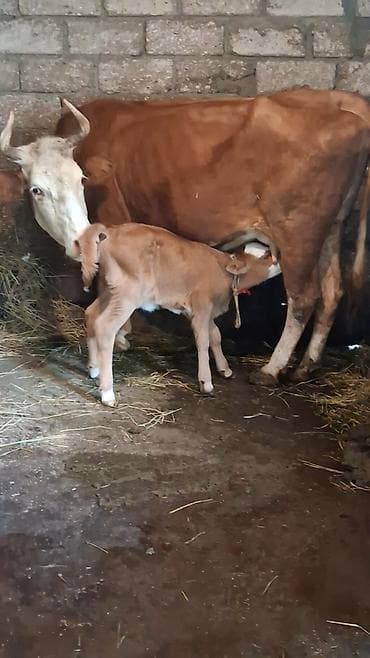Dişi, Simental, il: 6, Südlük, Ünvandan götürmə