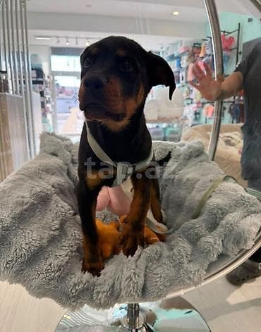 pet pec: Rotveyler, 4 ay — 4