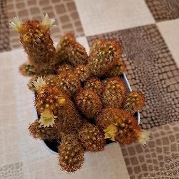 kaktus satisi: Mammillaria elongata (Qızıl barmaq kaktusu) – dekorativ mini kaktus — 1