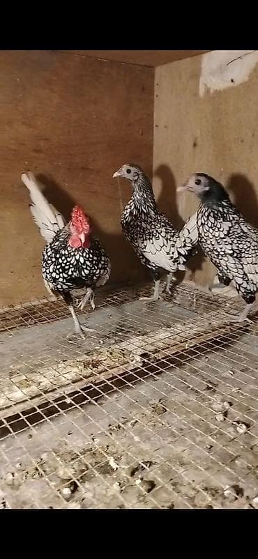 Bir xoruz iki fərə.Hamisi birgə 120 manat.Almayan bosuna lalafo.az -da Bir xoruz iki fərə.Hamisi birgə 120 manat.Almayan bosuna