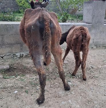 Inəklər, öküzlər: Dişi, il: 1, 100 kq, Südlük, Ünvandan götürmə, Ödənişli çatdırılma — 2