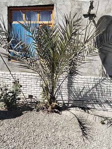 plastik qapi pencere: Dekorativ xurma (palma) kolu - Pezraqlı, tikanlı yarpaqlara malik — 2