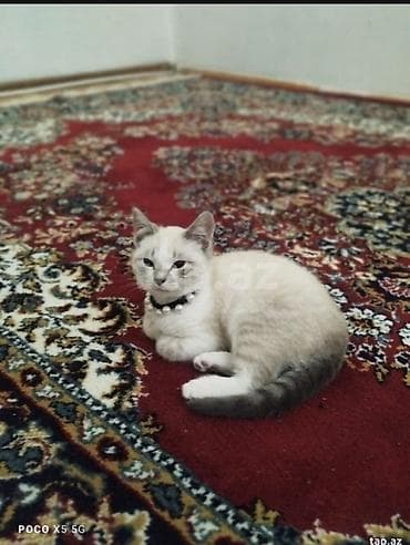 sotlant pisiyi: Şotland, Yaxşı əllərə — 4