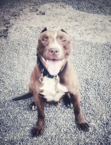 cuce yemi: Pitbul, 4 il, Dişi — 3