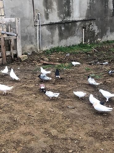 bülbül quşu: Salam tegizildilme quşlar satılır balalar balaca olduğuna gore quwxana — 4