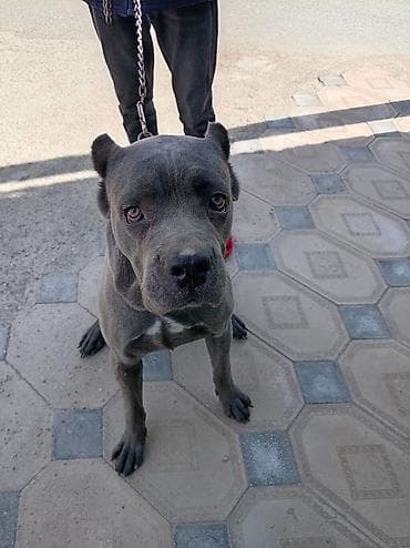 Kane-Korso, 10 ay, Erkek